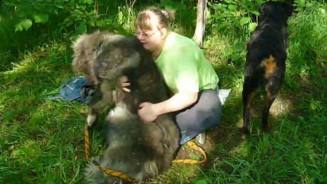 Кавказская овчарка - добрейшая собака смотреть онлайн