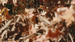 звуки сухих листьев