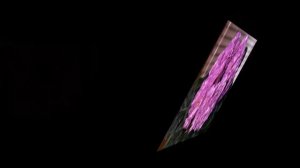 фіалки для Наталки