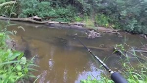 Голавль на микроречке! Рыбалка в ближайшем Подмосковье. #video #рыбалка #fishing