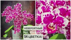 54 цветка у орхидеи Рембрандт! 😱🌸 Постаралась на славу моя девочка! 7 лет в коллекции | Обзор