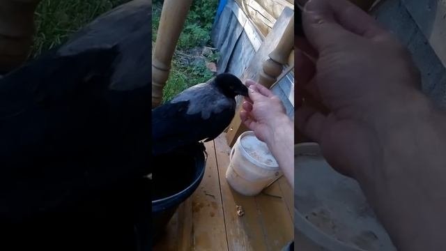 Забавный общительный ворон Валера!)))