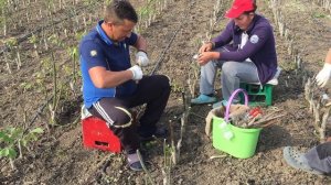 Прививка грецкого ореха. Инокулиране на орех. Εμβολιασμός καρυδιάς.Grafting of walnut