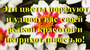 Эти цветы порадуют и удивят вас своей редкой красотой и неприхотливостью!