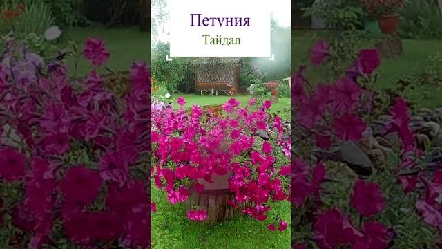 Петуния ГИГАНТ тайдал.?