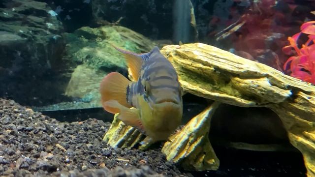 Salvini Aggression - Tips & How to Manage смотреть онлайн