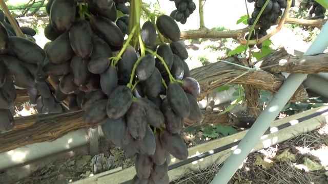 Виноград сорта Велика смотреть онлайн