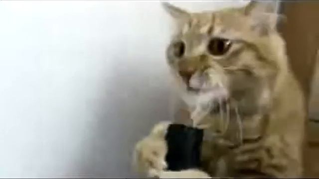 Первый раз вижу такого кота смотреть онлайн