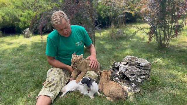 УДИВИТЕЛЬНОЕ ВИДЕО! В Тайгане спасенная собачка Лиза стала воспитывать БРОШЕННЫХ ЛЬВИЦЕЙ малышей))) смотреть онлайн