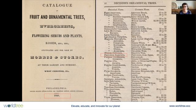 Is Empress (Paulownia) invasive? смотреть онлайн