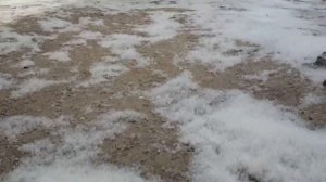 Пух. Нереально красивый тополиный пух.