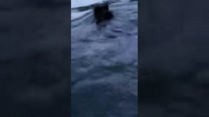 Новое слово в охоте с лайками на медведя!!! Дик, пытается поставить в одиночку медведя на воде в пл