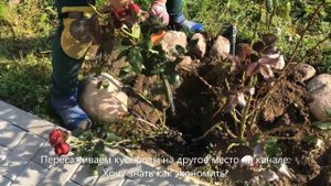 Пересаживаем розу. Роза очень нежный цветок и требует особого ухода