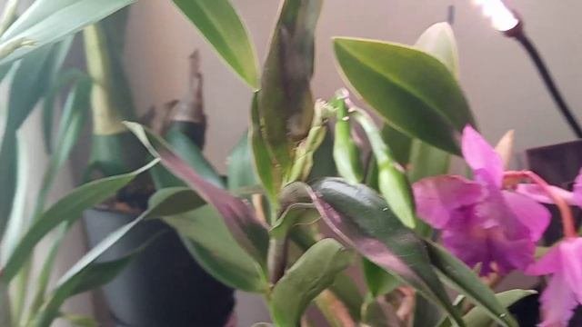 Orchid Blooms... Brassocattleya, Francine Rose Glow, Green Lantern, Dendrobium