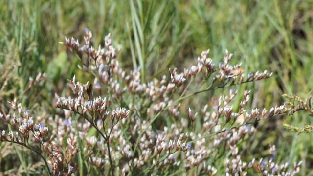 Tiny Butterflies congregate on Sea Lavender and Glasswort смотреть онлайн