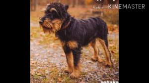 1 часть ягертерьер или ягтерьер