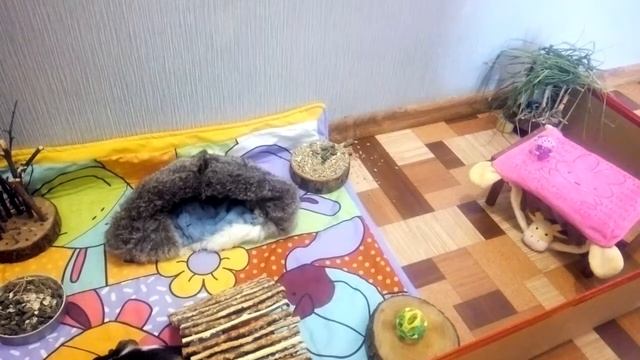 У МОРСКОЙ СВИНКИ ДЕНЬ РОЖДЕНИЯ! смотреть онлайн