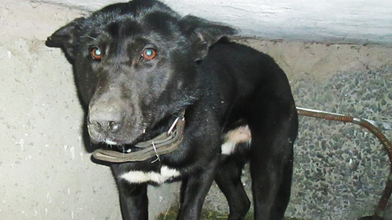 Пес с грустным взглядом ютился под балконом дома смотреть онлайн