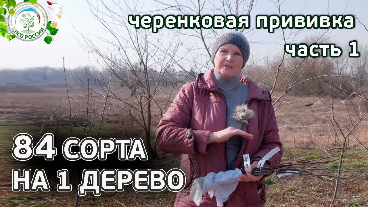 Сколько сортов можно привить на одно дерево. Черенки для прививки. Прививка деревьев - часть 1