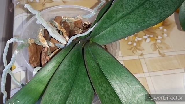 ОРХИДЕИ Ред Лип, Розовый Дракон и др.кандидаты на пересадку и немного отвечаю на вопросы.12.05.21. смотреть онлайн