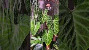 Фитолампы для комнатных растений