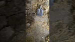 Утепляем бетонный пол в курятнике легко) кизяком