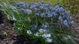 АМСОНИЯ  (AMSONIA)