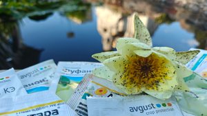 Чем обработать нимфеи от черной тли?