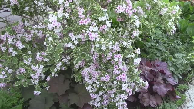 вейгела.mp4 смотреть онлайн