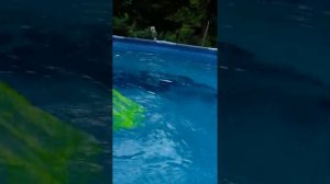 Разливаем зелёнку в бассейне!! Что же будет?