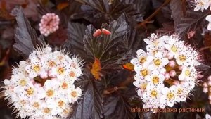 Пузыреплодник калинолистный Миднайт (midnight) ? обзор: как сажать, саженцы пузыреплодника Миднайт