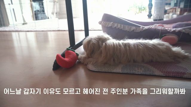 너무 사랑스러운 아기 파양견을 입양했습니다. 말티푸 4개월 강아지 울타리 교육 성장기 смотреть онлайн