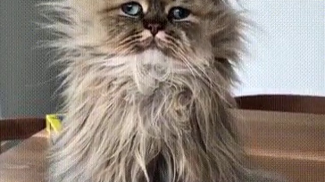 Красавец! Больше и сказать нечего!