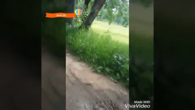 VLOG #1 l За земляникой/прогулка в лесу. смотреть онлайн