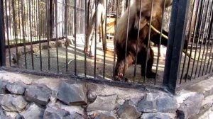 Бурый  медвежонок Алтайчик купается и играется 27.04.17 Новосибирский зоопарк