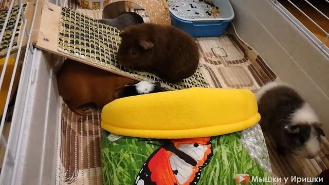 Морская свинка порода американский крестед. Черно белая. Черный белый White Crested Guinea Pig.