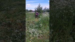 Покос травы триммером диском бурьян в Подмосковье в Кубинке Хускварна 143r2 [Husqvarna 143r2].