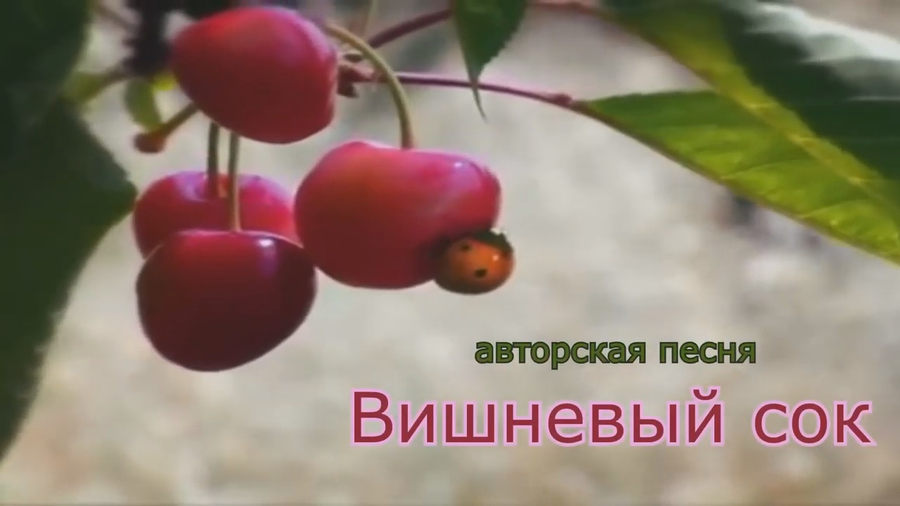 Сумишевский песни вишня