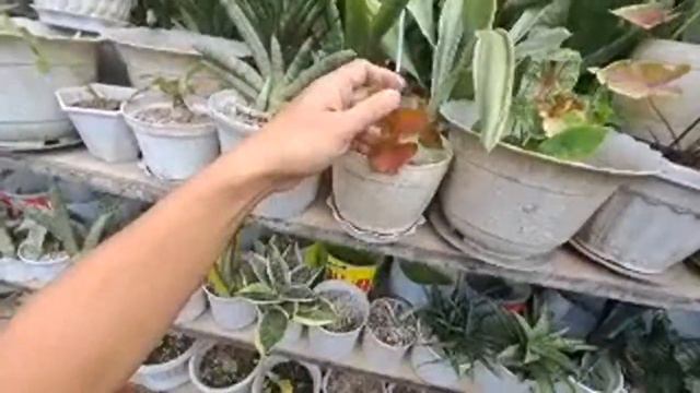 PLANT TATAY LIVE UPDATES @ THE GARDEN+ смотреть онлайн