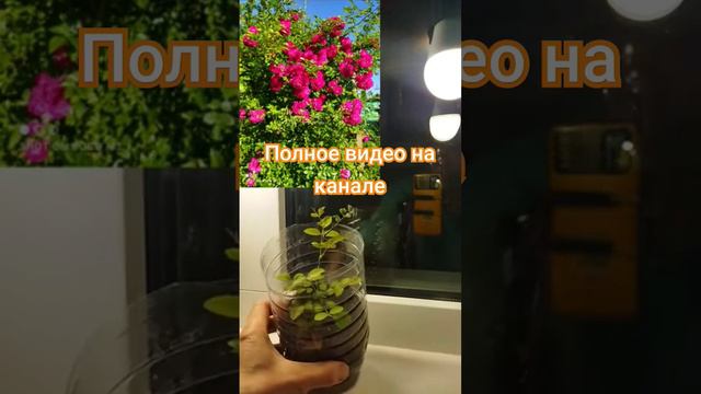 Плетистая роза "Эксцельза" #розарий #своимируками #цветыдлясада #цветы #садовод #обзор #черенковани