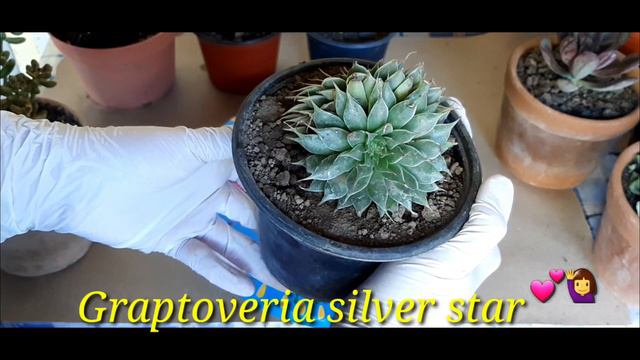 15 Nombres de Suculentas y sus cuidados смотреть онлайн