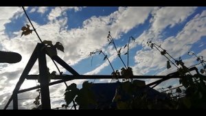 Подкормка виноградника Состояние виноградника на 26 июня