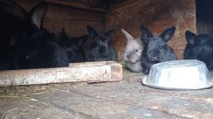 Когда случать кроликов.