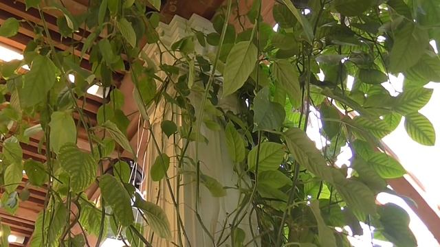 Царицынские оранжереи  Музей -заповедник Царицыно   Greenhouse Tsaritsyno Museum-reserve Tsaritsyno