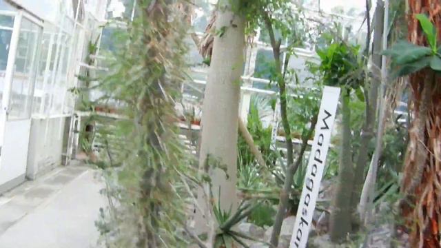 Sukkulenten Sammlung Zürich. (Collection of succulents) смотреть онлайн