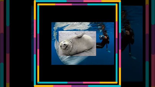 Топ 3 самых больших животных. смотреть онлайн