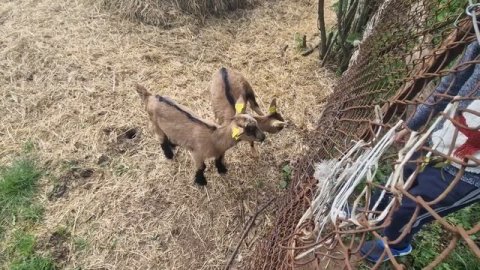 молочные и мясные симментал , помеси - телята ,много foto