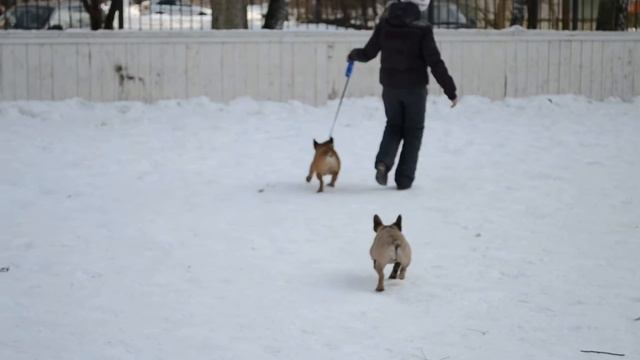 DSC 0901 смотреть онлайн