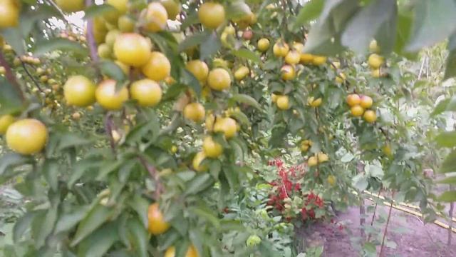 Алыча ранняя сорт Медовая. Урожай 2019 года смотреть онлайн