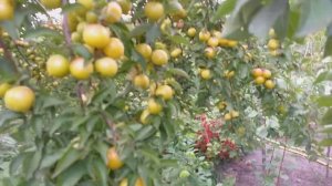 Алыча ранняя сорт Медовая. Урожай 2019 года